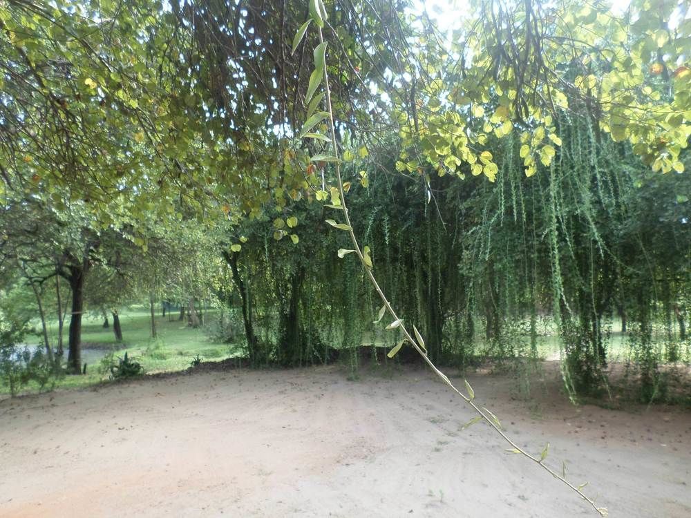 Clay Hut Village Polonnaruwa Zewnętrze zdjęcie